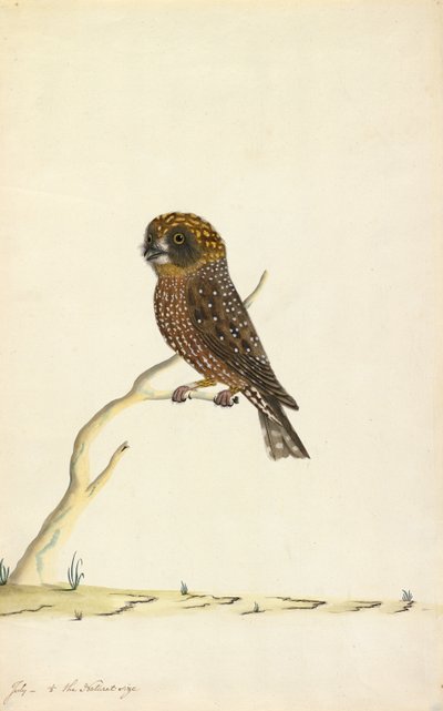 Búho boobook de The Sydney Bird Painter